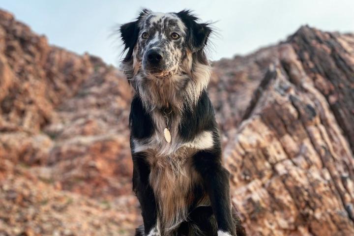 Australian Shepherd at Red Rock Canyon National Conservation Area.