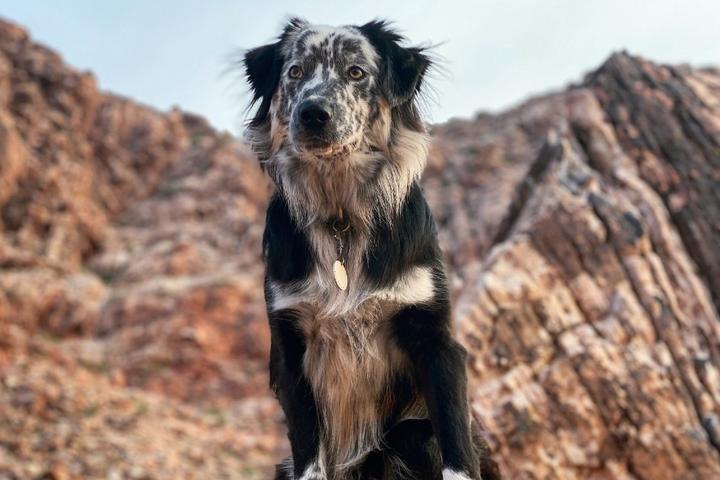 Red rocks plus spotty dog equals happy heart.