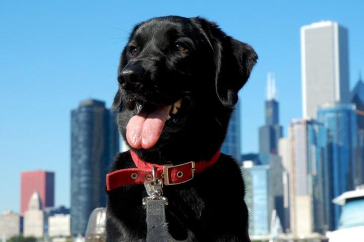 Black Lab posing with the Cincinnati skyline in the background.