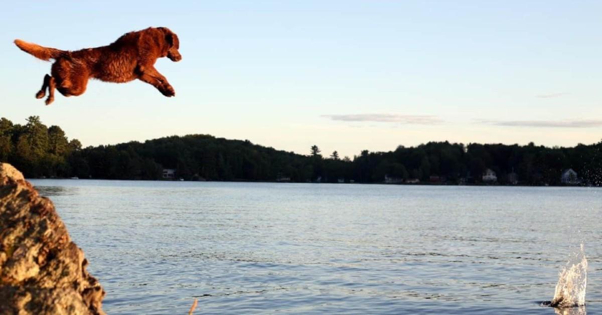 10 Dog-Friendly Private Islands in the United States