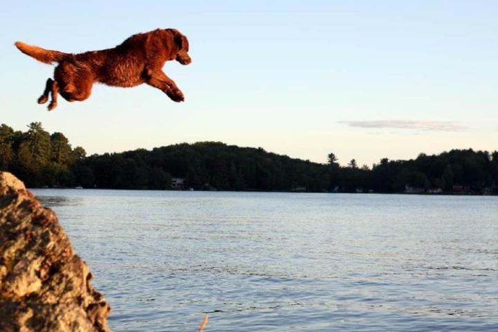 A room in a pet-friendly vacation rental on a private island.