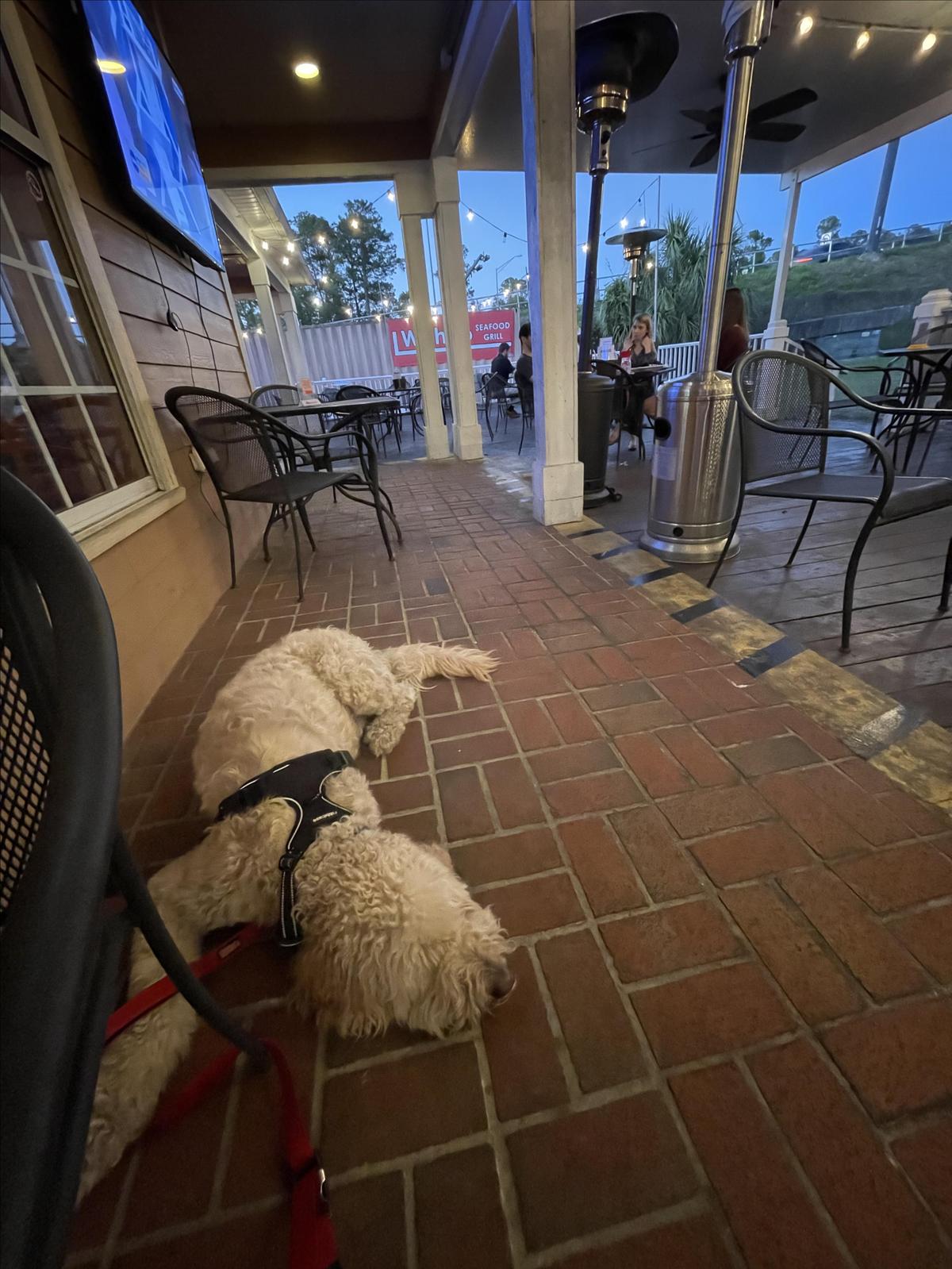 Wahoo Seafood Grill restaurant view 8