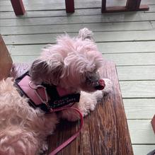 The Port a Beach Lodge Restaurant restaurant view 3