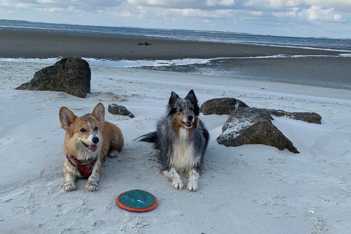 Great time for dogs at Coligny Hilton Head Island Beaches.