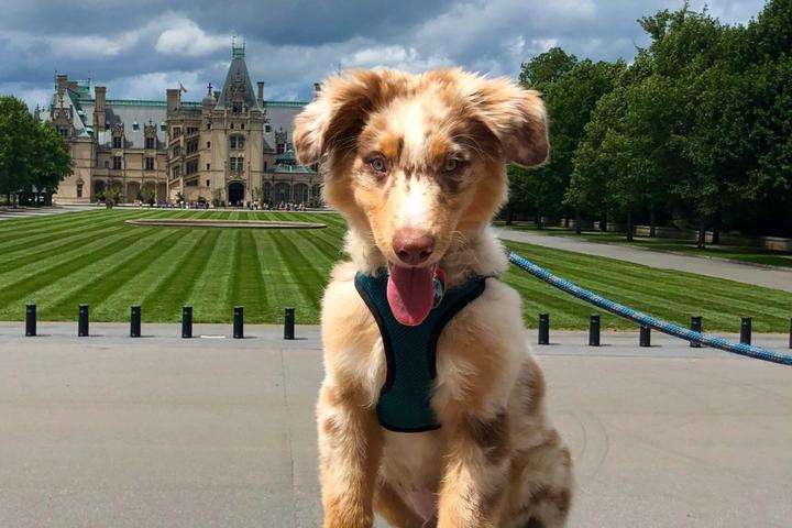 Small dog poses in front of Biltmore Estate in North Carolina.
