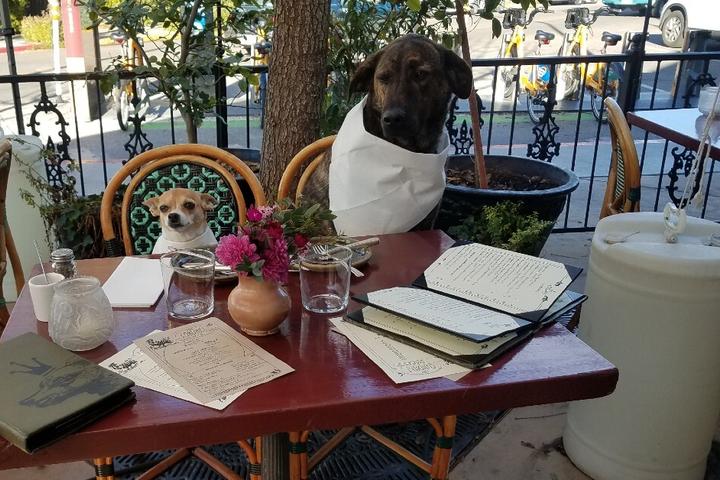 Two dogs enjoy lunch at a pet-friendly restaurant.