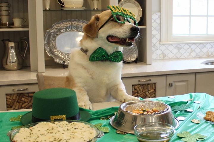 Dog in St. Patrick's Day costume with special holiday menu meals.