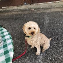 Brian Boru restaurant view 1