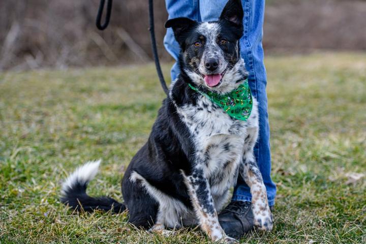 Adoptable Dogs of the Month: March 2021