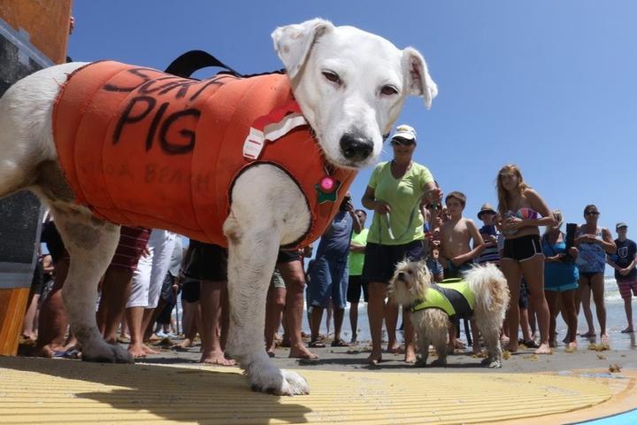 A surfing dog poses for a pic at the East Coast Dog Surfing Championship.