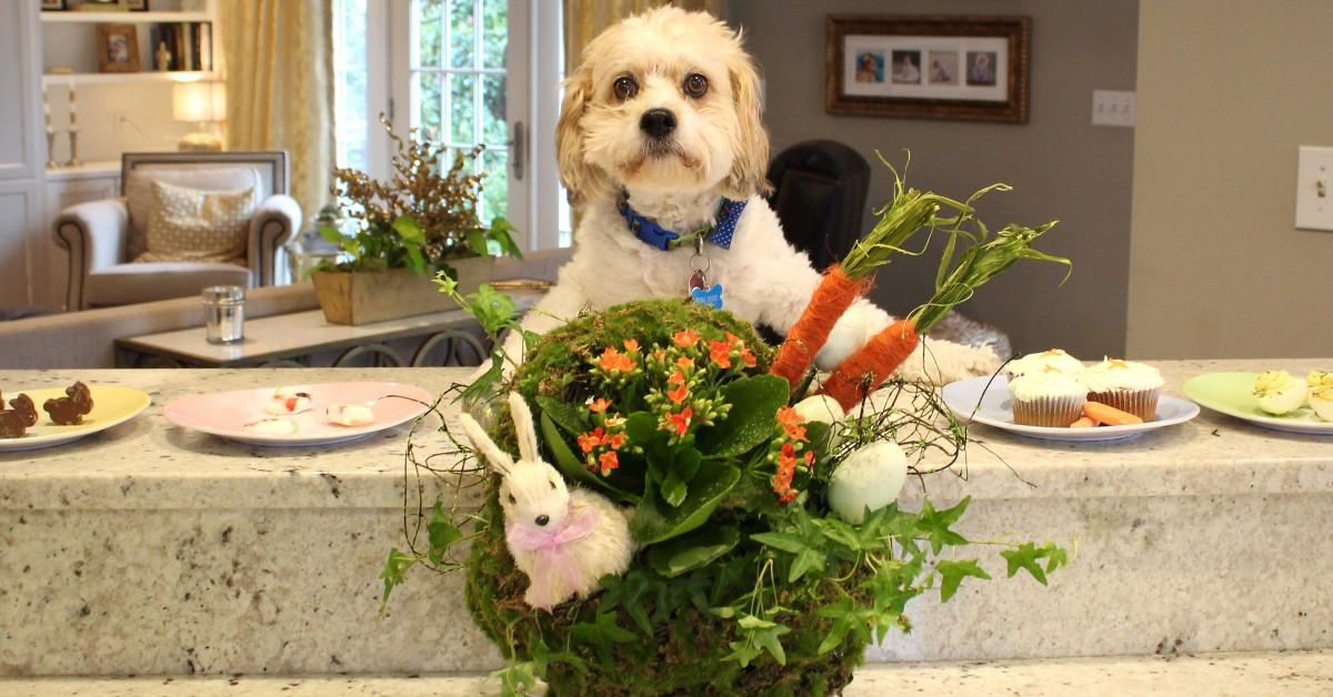 Dog Treat Recipes to Celebrate Easter