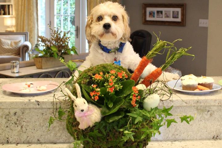 A dog gets ready for a dog-friendly Easter feast.