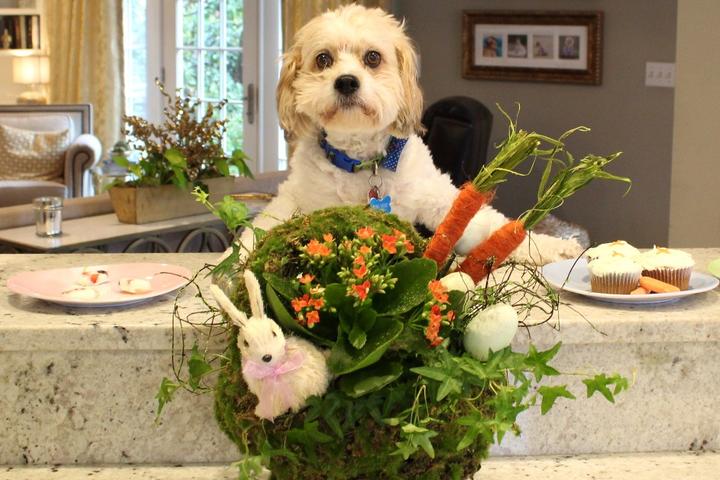 Dog Treat Recipes to Celebrate Easter