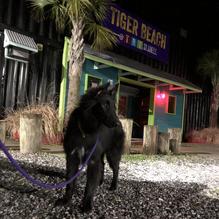 The Blind Tiger restaurant view 1