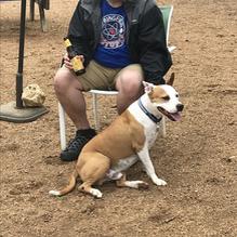 Dog House Drinkery & Dog Park restaurant view 2