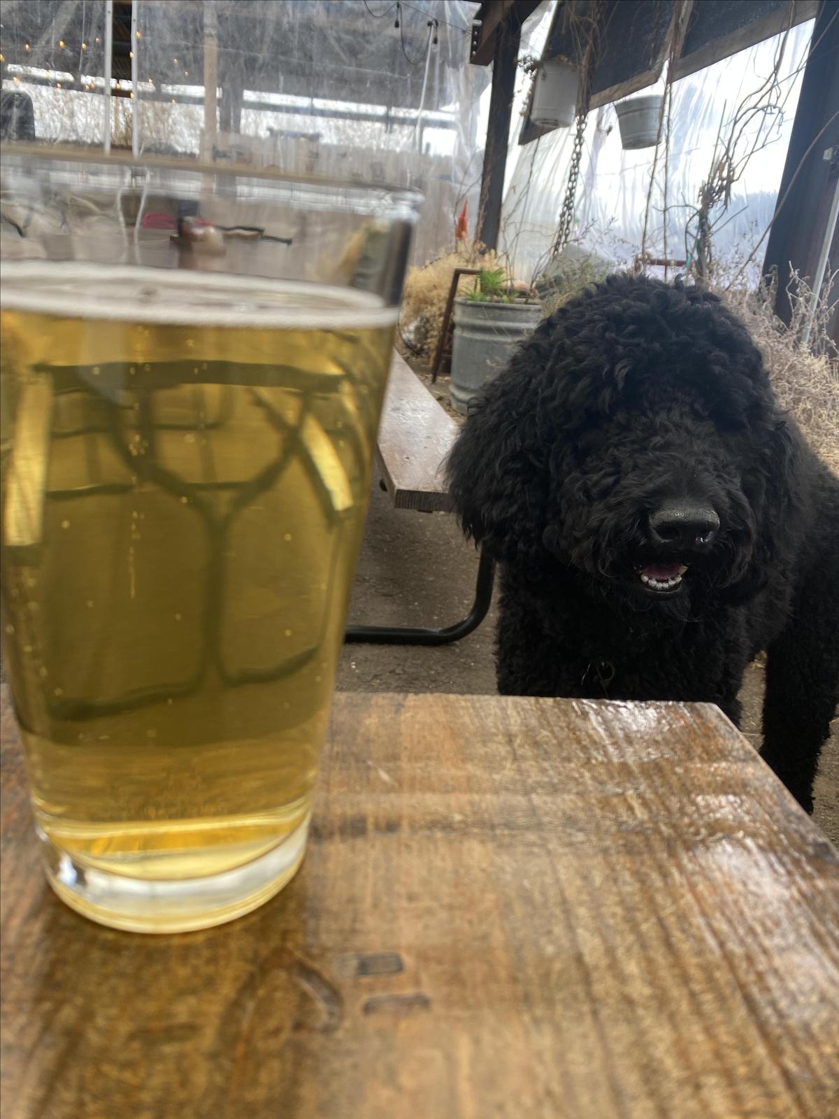 Flying Heart Brewing & Pub restaurant view 1