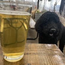 Flying Heart Brewing & Pub restaurant view 1