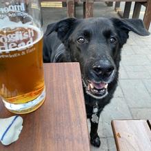 Dogfish Head Brewings & Eats restaurant view 7