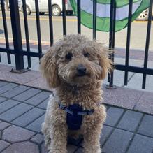 Trolley Tap House restaurant view 4