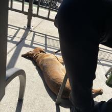 Bazbeaux Pizza restaurant view 2