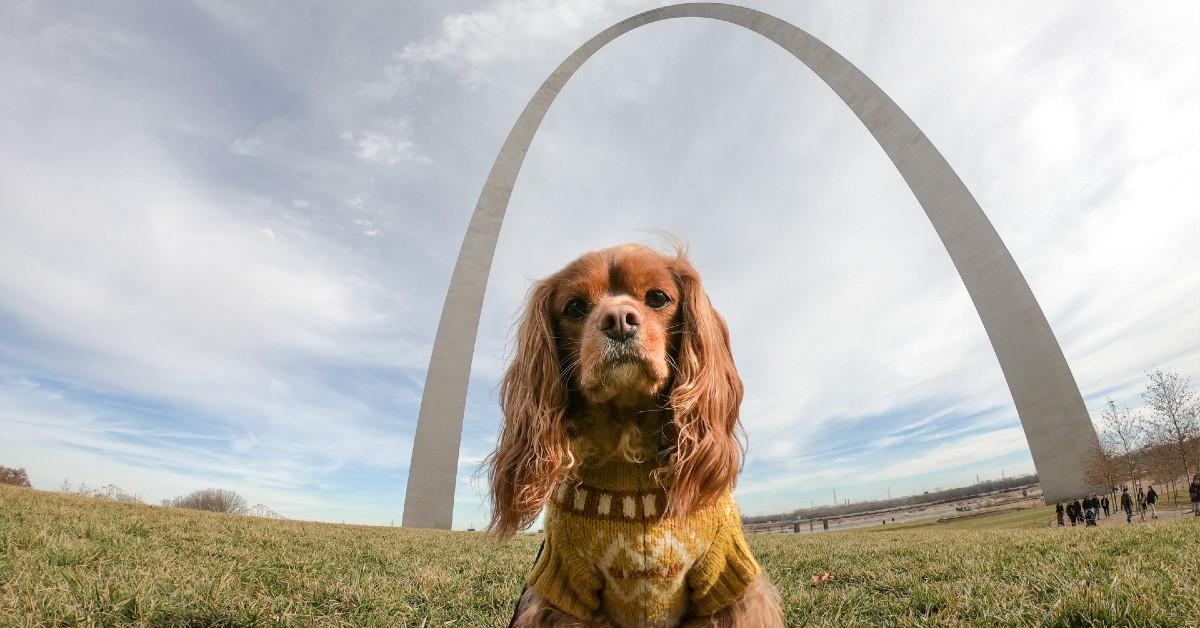 Purina Pooches in the Ballpark returns