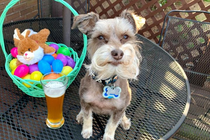 The “Hoppiest” Places to Bring Fido this Easter Weekend