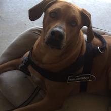 Stone Mill BBQ and Steakhouse restaurant view 4