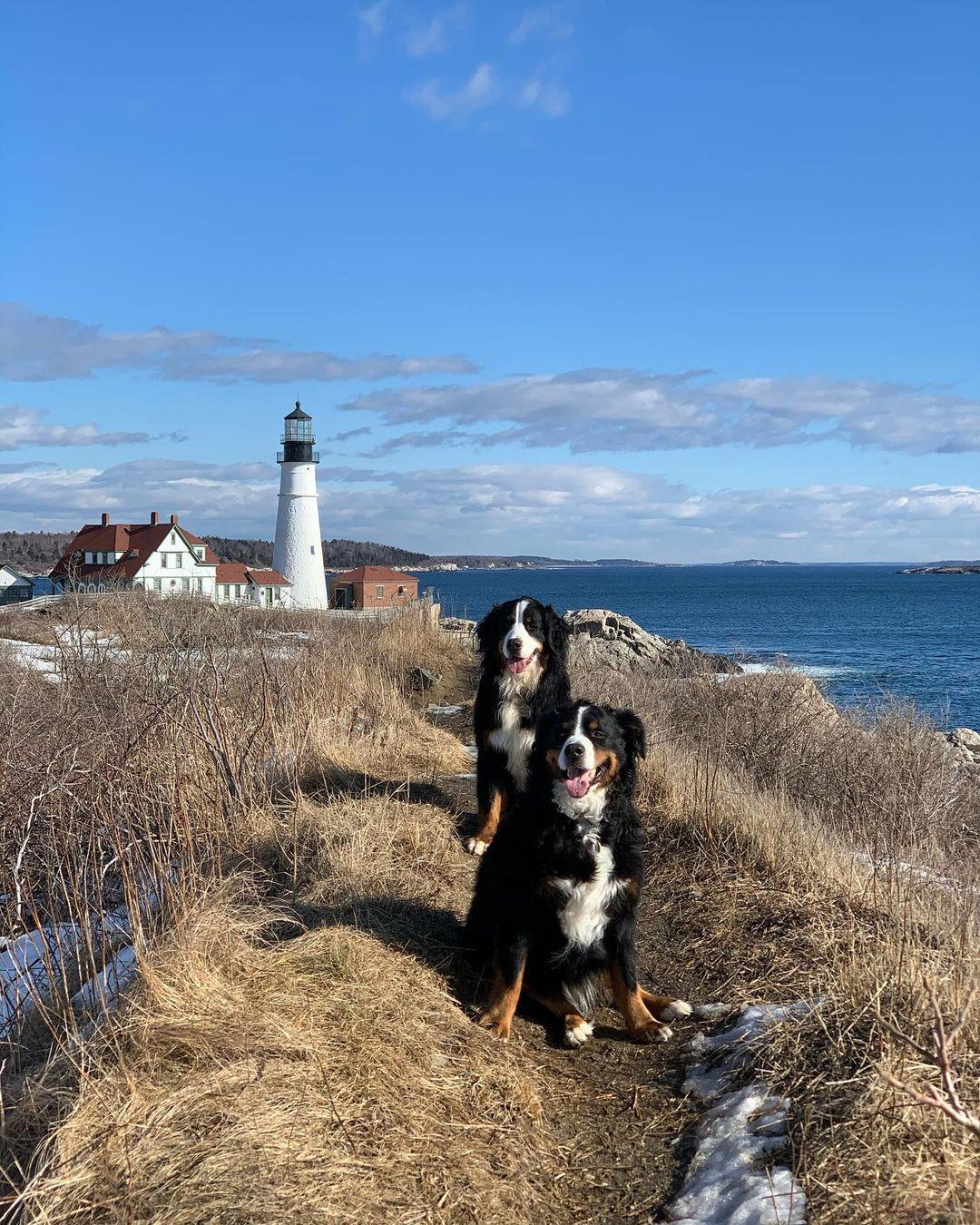 are dogs allowed at portland head light