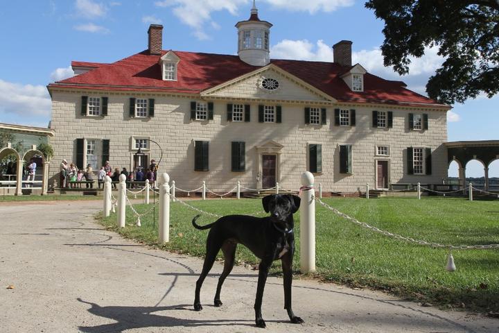 Ace the black Labrador Retriever stands at Mount Vernon.