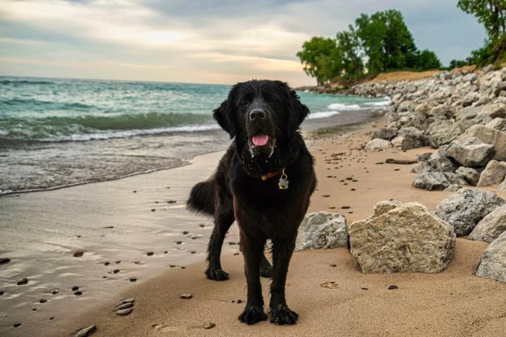 Black dog on rocky beach at sunset in Indiana Dunes National Park.