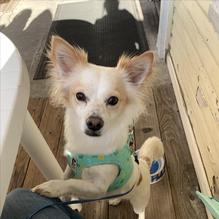 Golden Egg restaurant view 2