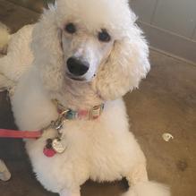 Chupacabra Craft Beer/Salado Creek Winery restaurant view 3