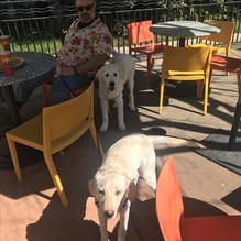 Dos Coyotes Border Cafe restaurant view 4