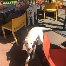 Dos Coyotes Border Cafe restaurant view 2