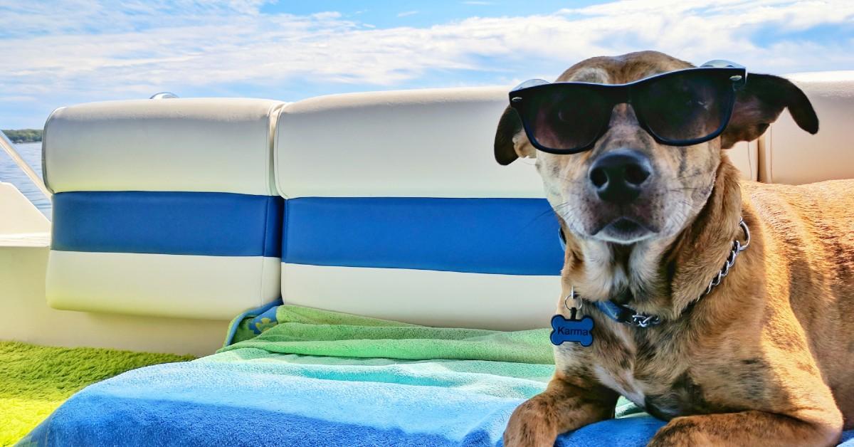 8 Happy Hour Cruises You Can Take With Your Dog