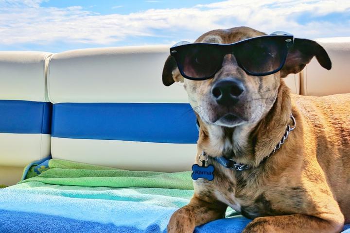 8 Happy Hour Cruises You Can Take With Your Dog