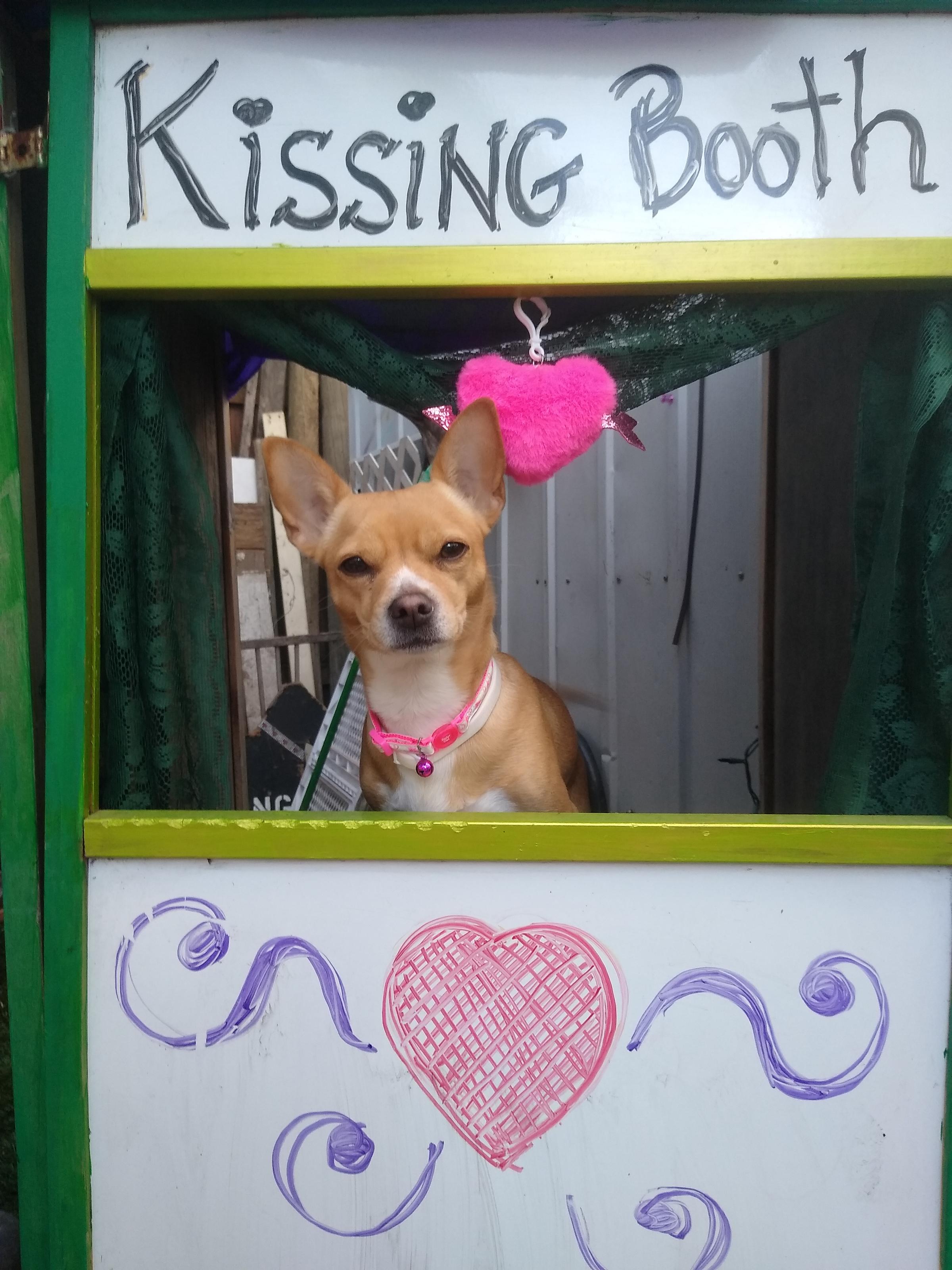 BringFido to Woofstock Dog Show