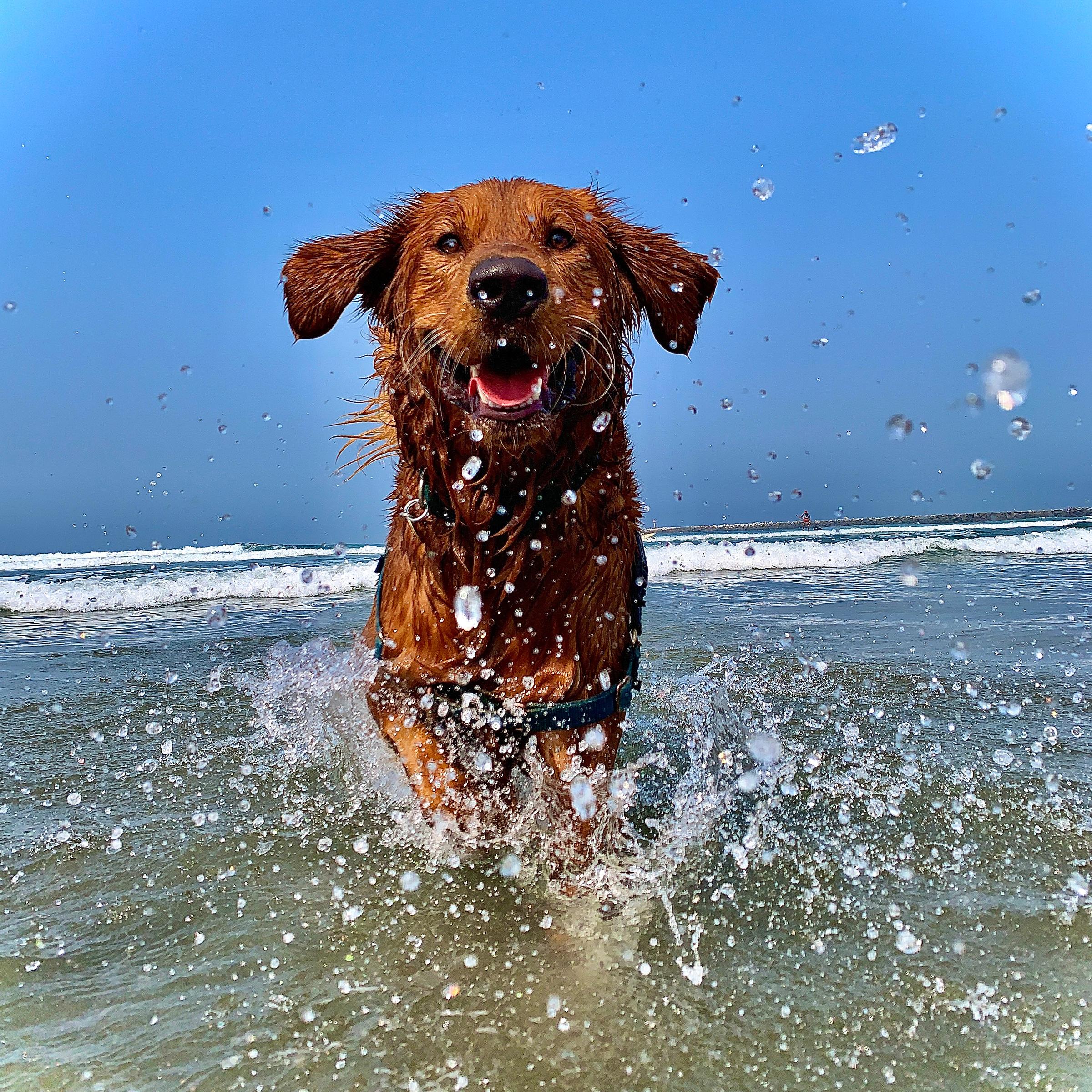 Blue water, white sand, Golden dog.