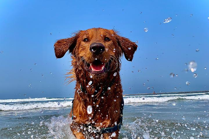 Blue water, white sand, Golden dog.