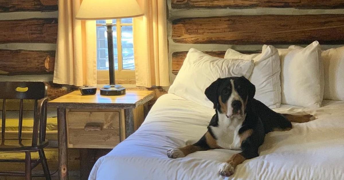 National Parks With Dog-Friendly Cabins