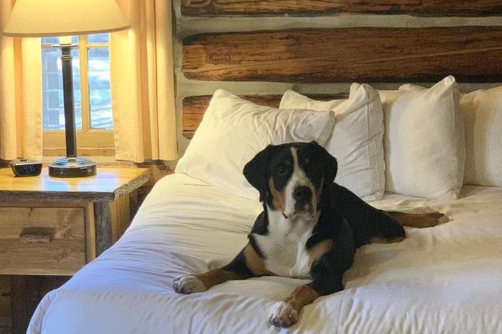 Dog lays on bed in cabin in Colter Bay Village at Grand Teton National Park.