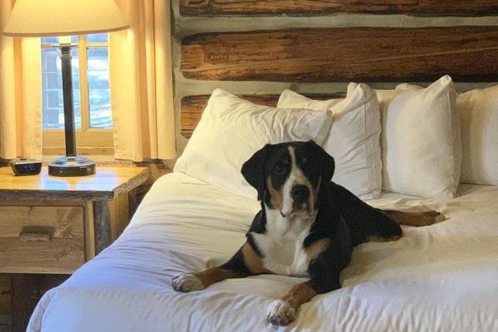 National Parks With Dog-Friendly Cabins