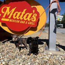 Mata's Mexican Bar & Grill restaurant view 3