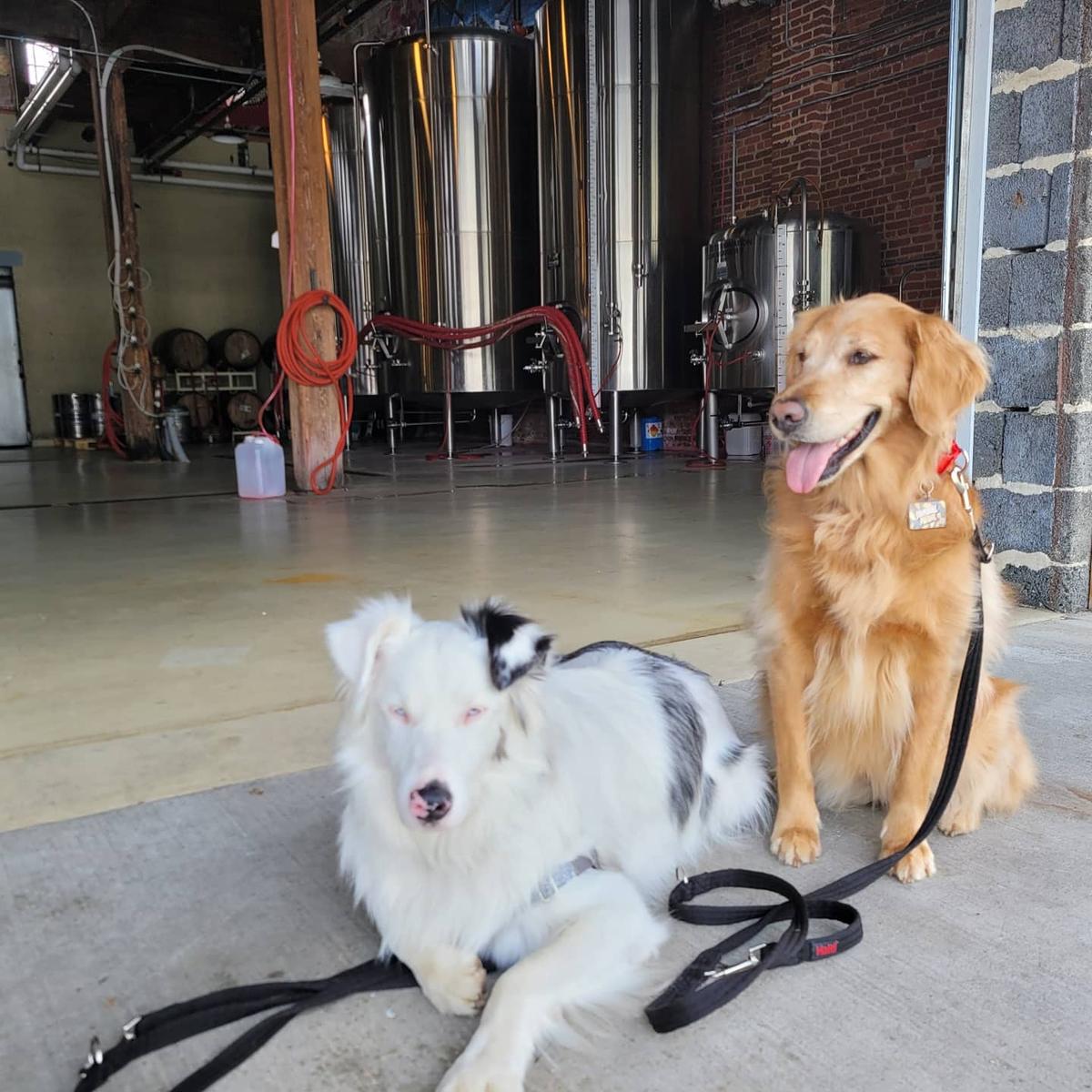 Spring House Brewing Company restaurant view 2