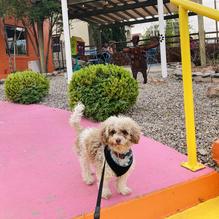 Tippi Teas restaurant view 1