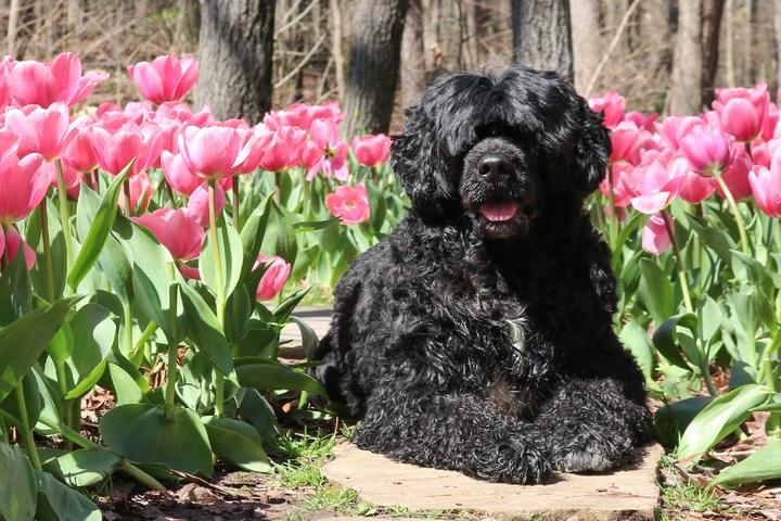 BringFido’s Ruff Guide to Arkansas BringFido’s Ruff Guide to Arkansas