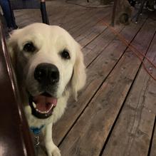 Bubba Gump Shrimp Co restaurant view 1