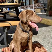 Bruce’s Country Market restaurant view 2