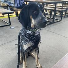 Torchy's Tacos restaurant view 2