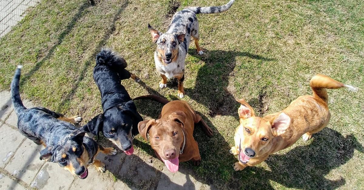 These dogs are ready for a forever home.